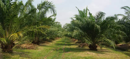 ซีพีเทเนอร่า